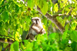 PhiPhi_Bamboo_Island_2023-24_33 (1)