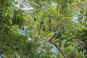 Similan_Island_2025-01_0
