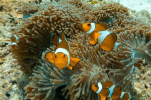 Similan_Island_2025_10_0